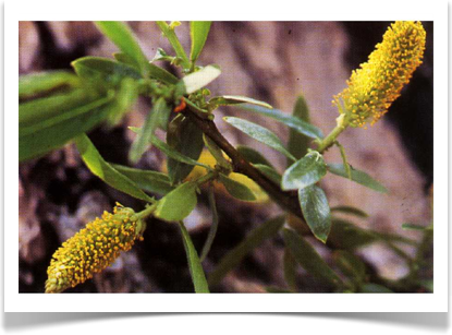 pacific_willow_salix_foliage_and_flowers_pdb
