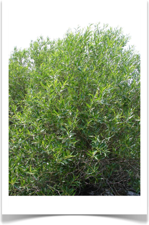 pacific_willow_salix_shrubby_pdb