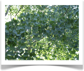 Populus deltoides ssp deltoides, Eastern Cottonwood, foliage