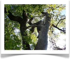 Populus deltoides ssp deltoides, Eastern Cottonwood, branches