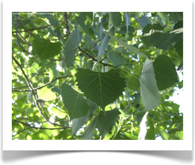 Populus deltoides ssp deltoides, Eastern Cottonwood, leaves