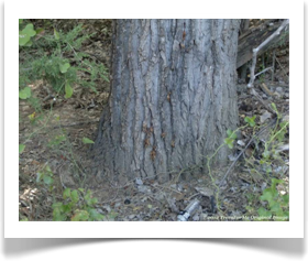 Populus deltoides ssp deltoides, Eastern Cottonwood, trunk base