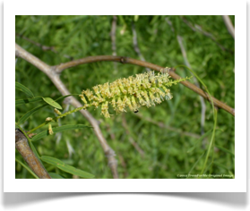 Prosopis glandulosa var. glandulosa, Honey Mesquite, flowers