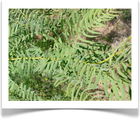Prosopis glandulosa var. glandulosa, Honey Mesquite, foliage