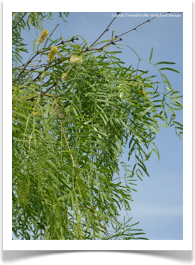 Prosopis glandulosa var. glandulosa, Honey Mesquite, canopy flowers