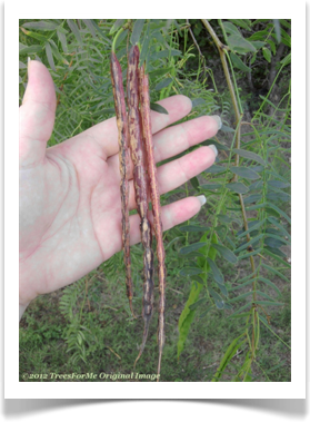 Prosopis glandulosa var. glandulosa, Honey Mesquite, ripe seed pods