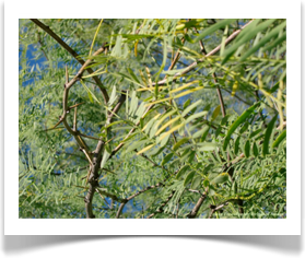 Prosopis glandulosa var. glandulosa, Honey Mesquite, thorns