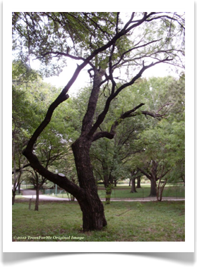 Prosopis glandulosa var. glandulosa, Honey Mesquite, mature tree