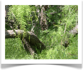 Prosopis glandulosa var. glandulosa, Honey Mesquite, multi-trunk