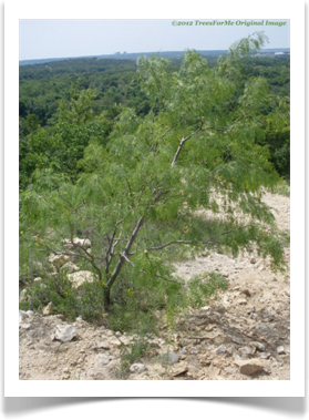 Prosopis glandulosa var. glandulosa, Honey Mesquite, hill top tree