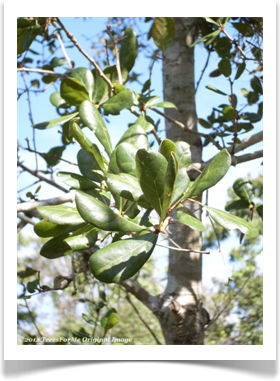 Quercus myrtifolia, Myrtle Oak, leaves
