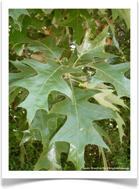 Quercus shumardii, Shumard Oak, leaves close up