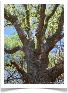 Quercus shumardii, Shumard Oak, trunk