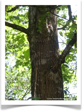 Quercus shumardii, Shumard Oak, trunk