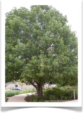 Quercus shumardii, Shumard Oak, younger tree