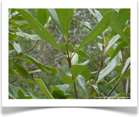 Persea borbonia, Redbay, axillary buds