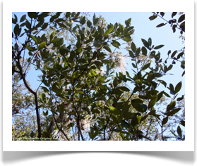 Persea borbonia, Redbay, crown
