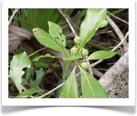 Persea borbonia, Redbay, fruiting