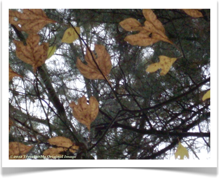 Sassafras albidum, Sassafras, fall leaves
