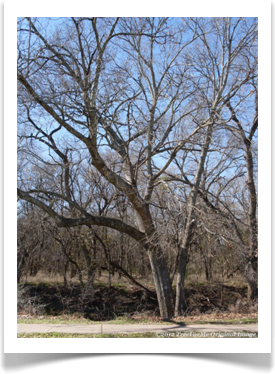 Quercus shumardii, Shumard Oak, winter branches