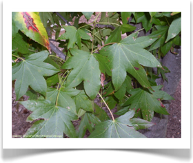 Liquidambar styraciflua, Sweetgum, foliage