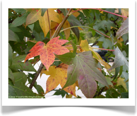 Liquidambar styraciflua, Sweetgum, fall foliage