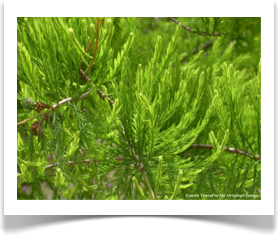 Taxodium ascendens, Pond cypress