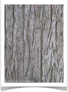Taxodium ascendens, Pond cypress mature bark