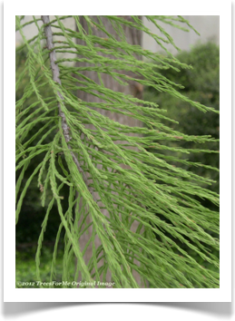 Taxodium ascendens, Pond cypress