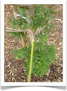 Torreya taxifolia, Florida Torreya, new green branch bark