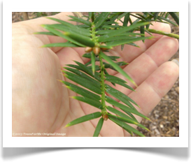 Torreya taxifolia, Florida Torreya, foliage and buds