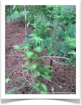 Torreya taxifolia, Florida Torreya, young tree