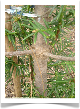 Torreya taxifolia, Florida Torreya, trunk bark