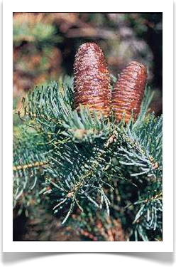 white fir abies concolor branch with cones