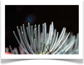 white fir abies concolor needles closeup