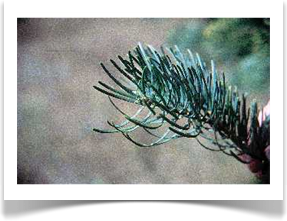white fir abies concolor needles