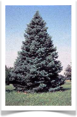 white fir abies concolor tree