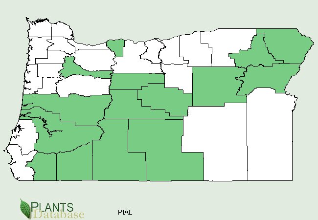 Pinus albicaulis is native to most of the southwest and northeast corner counties and a few scattered counties in northwest Oregon