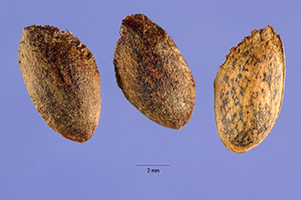 seeds are brown and speckled with darker brown