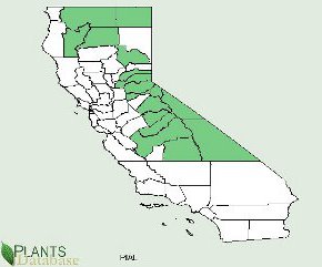 Pinus albicaulis is native to the mountainous regions along the eastern and northern border counties of California